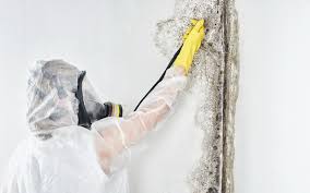 Why You Should Choose Our Mold Remediation Services in Weston Lakes, TX